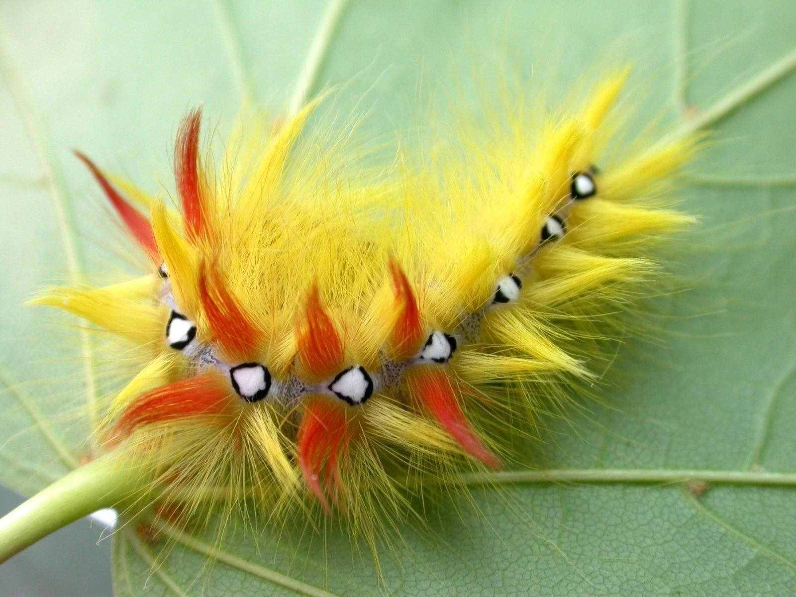 Hairy Yellow Caterpillar In Leaf Background