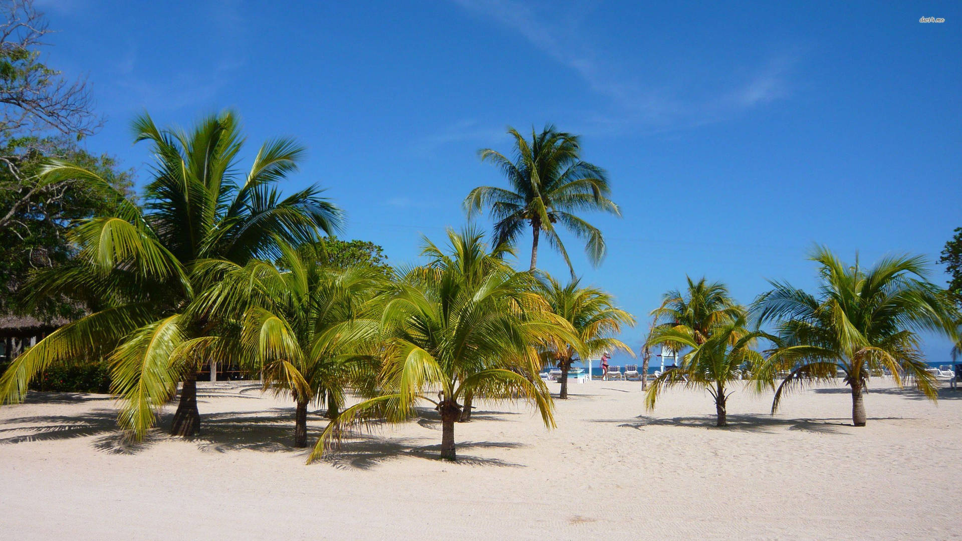 Haiti Coconut Trees Background
