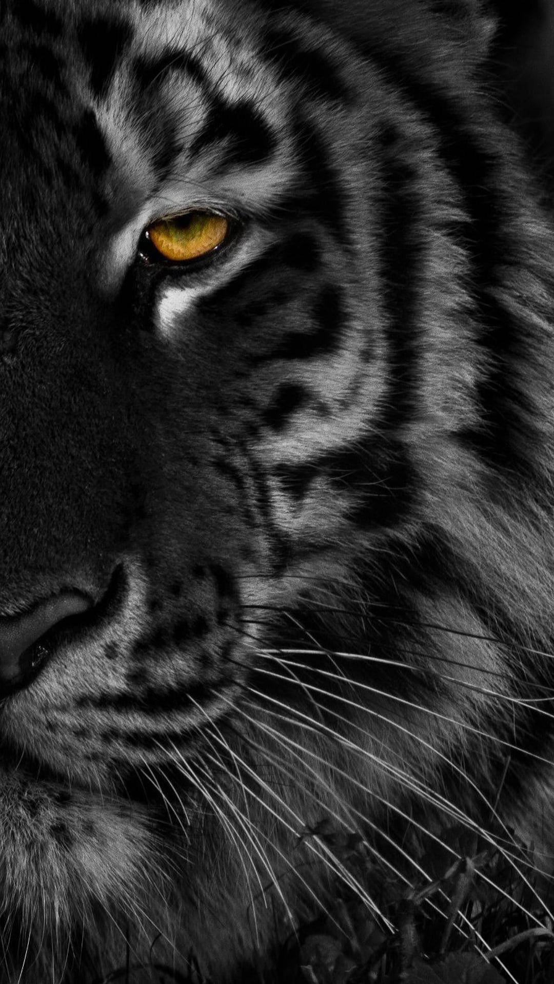 Half Face Of Black Tiger Background