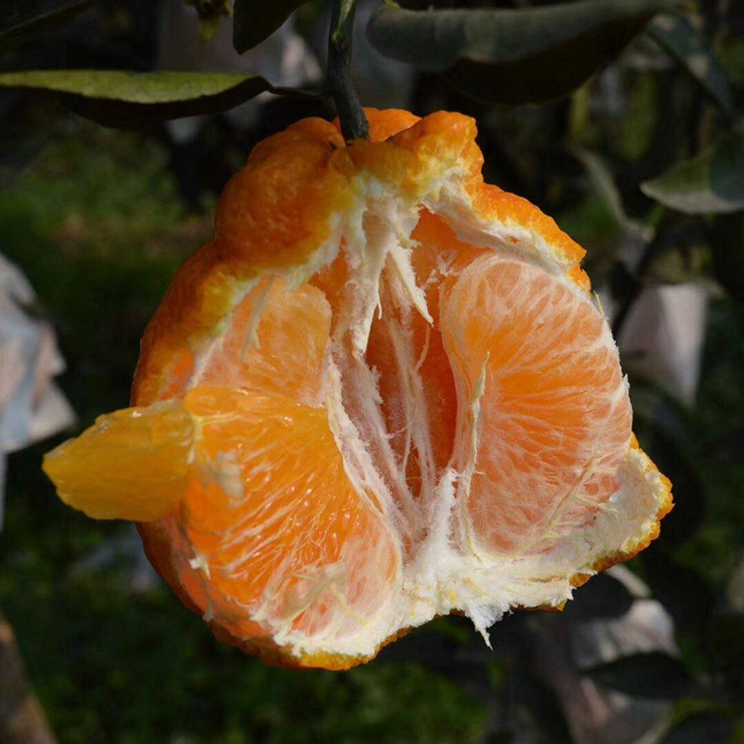 Half Peeled Tangelo Fruit