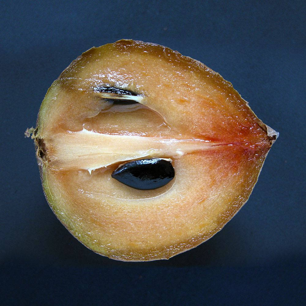 Half Sliced Sapodilla Fruit Background