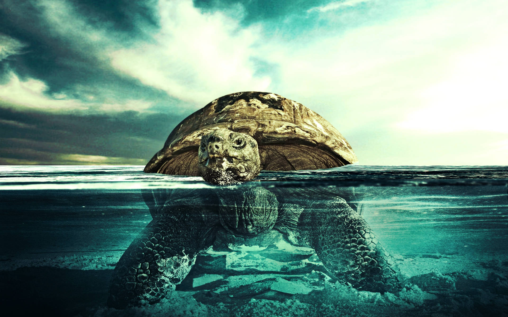 Half-submerged Tortoise Photo Background