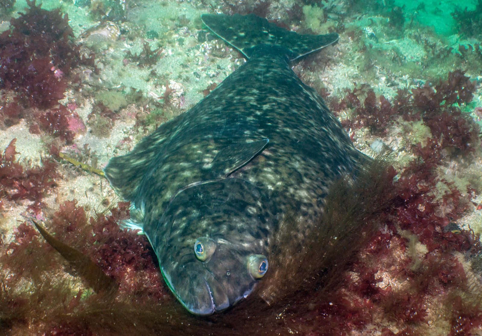 Halibut Camouflagedon Ocean Floor.jpg Background