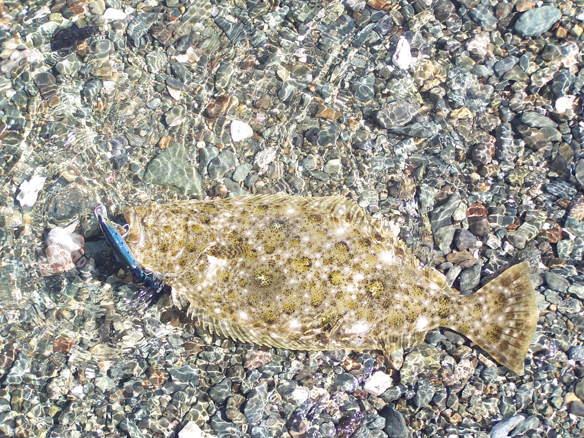 Halibut Camouflagedon Pebbled Shore