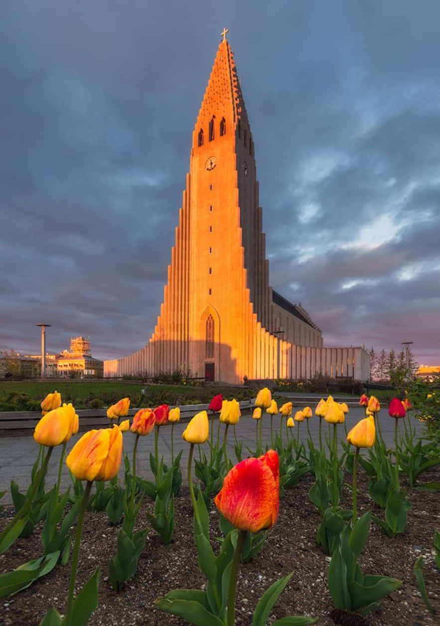 Hallgrimskirkja And Tulips Background