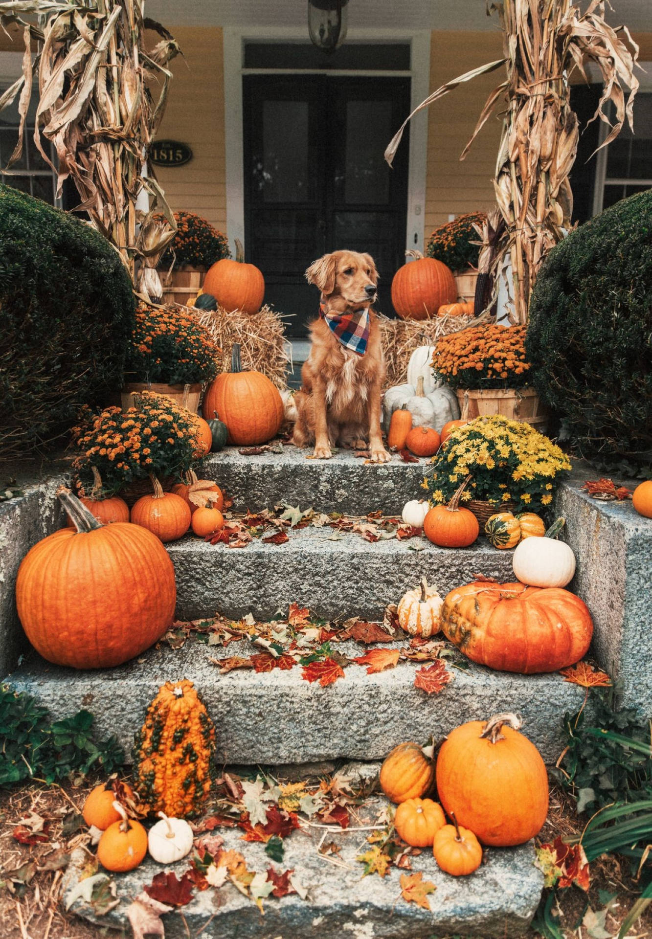 Halloween Aesthetic Brown Dog Background