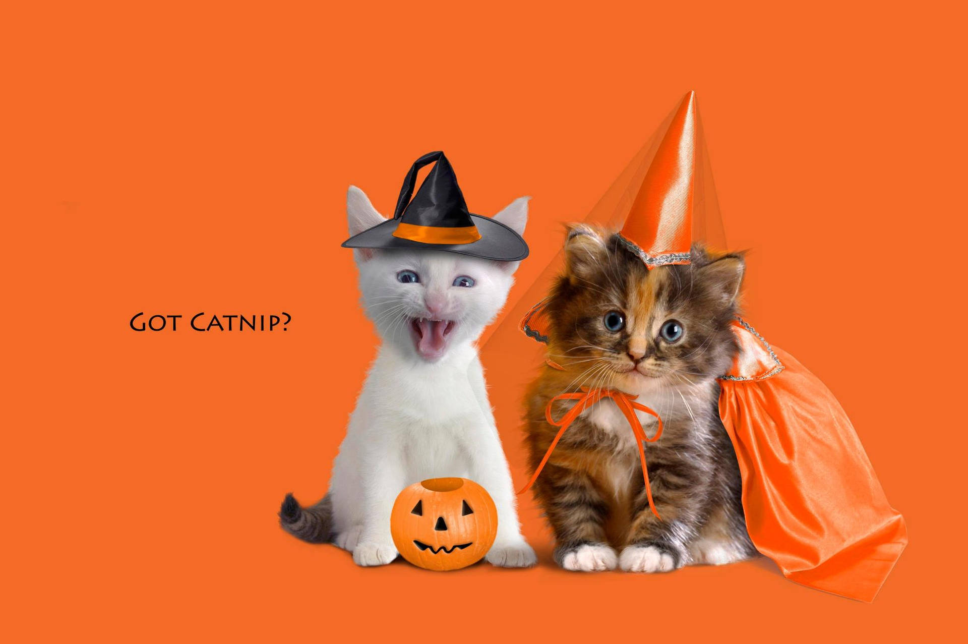Halloween Aesthetic Cats Background