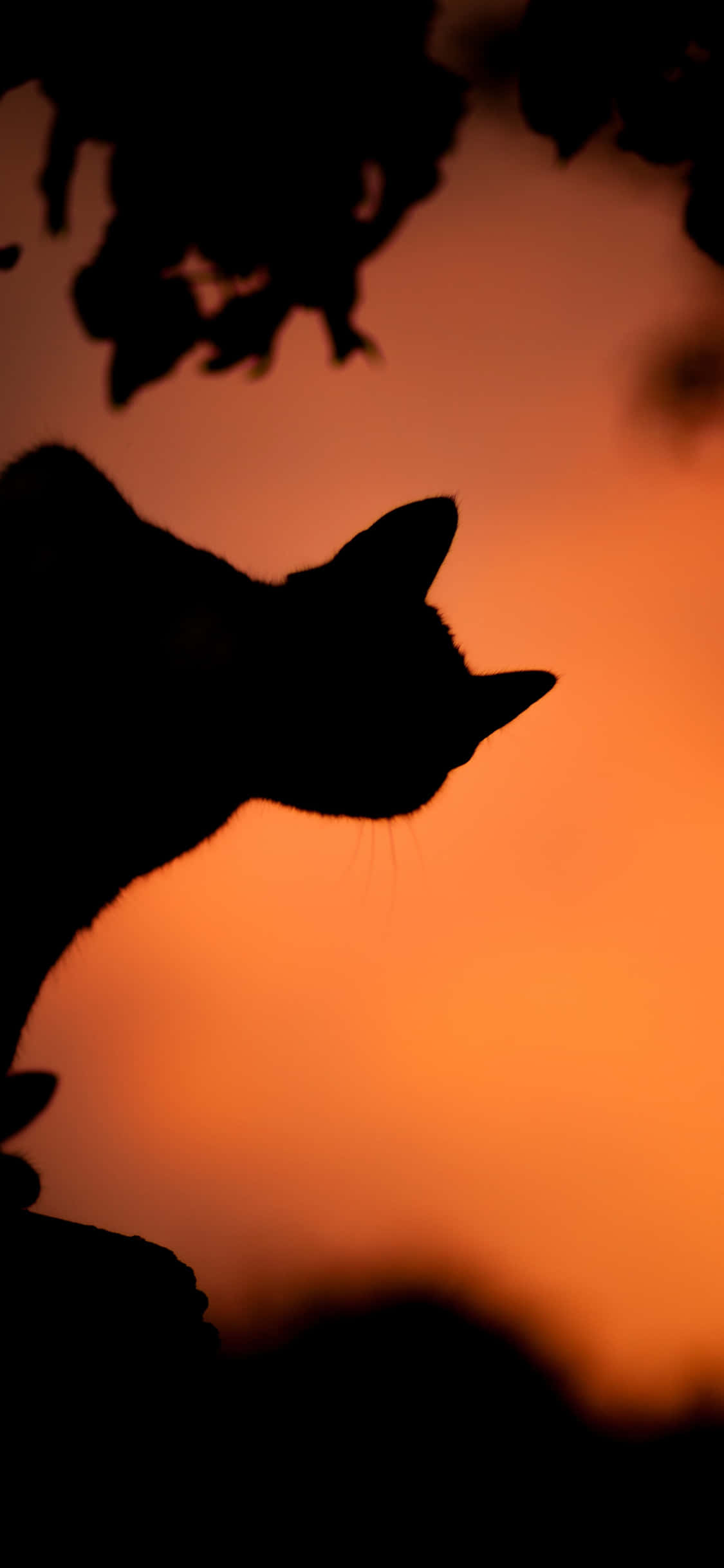 Halloween Cat 1125 X 2436 Wallpaper Background