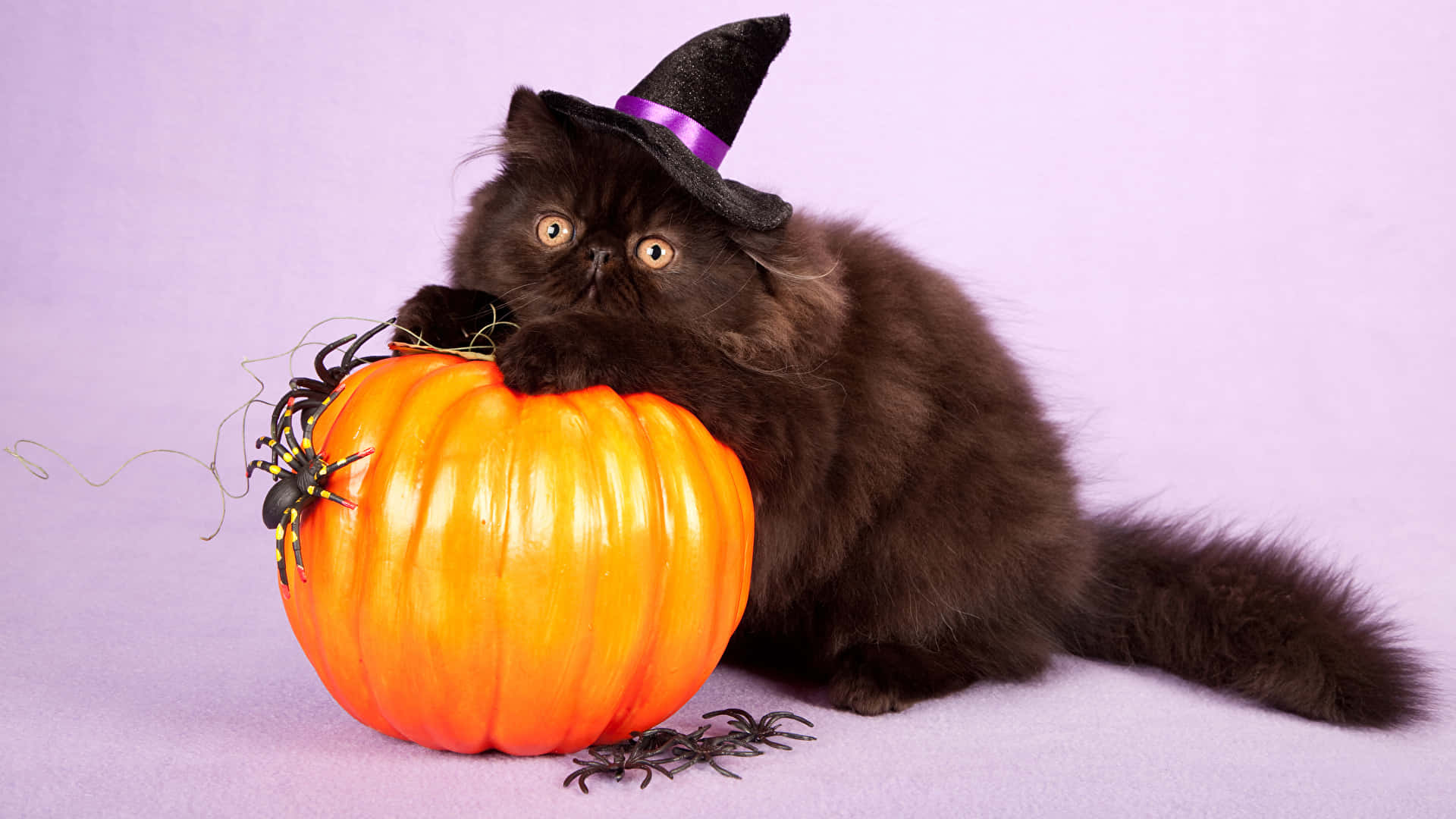 Halloween Cat 1920 X 1080 Wallpaper Background