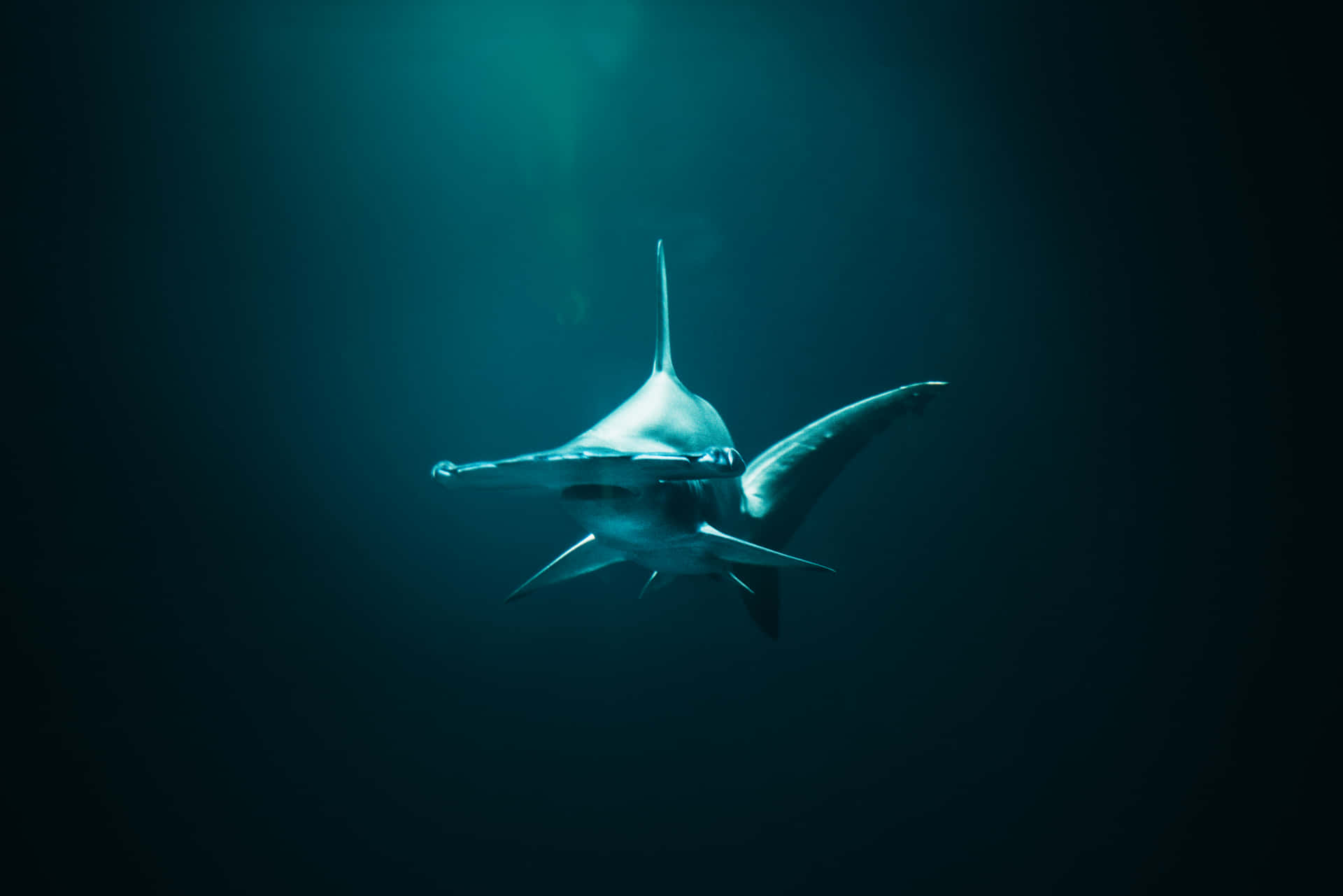 Hammerhead Shark Cruising The Ocean Background