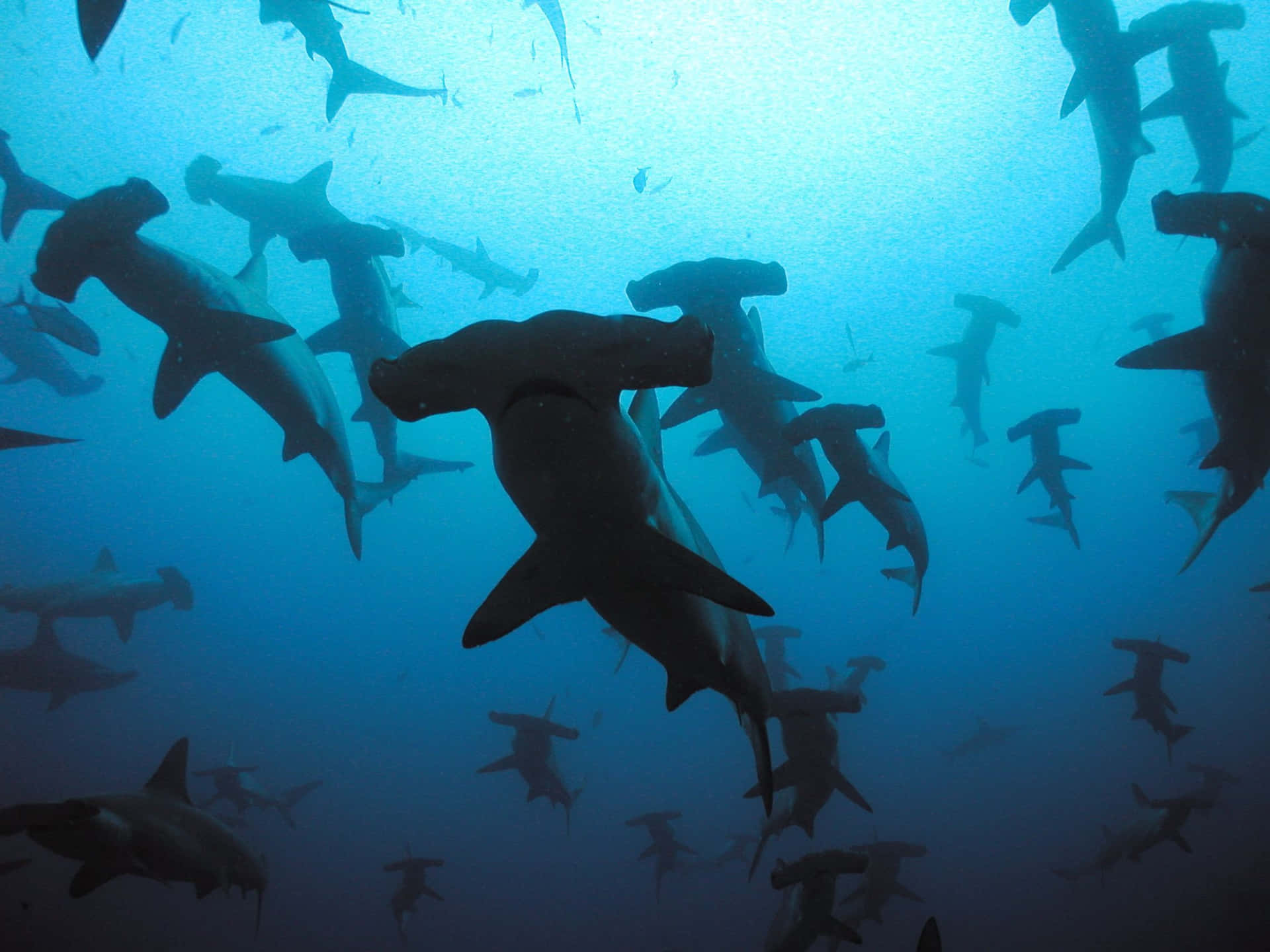 Hammerhead Shark - Majestic Creature Of The Sea Background