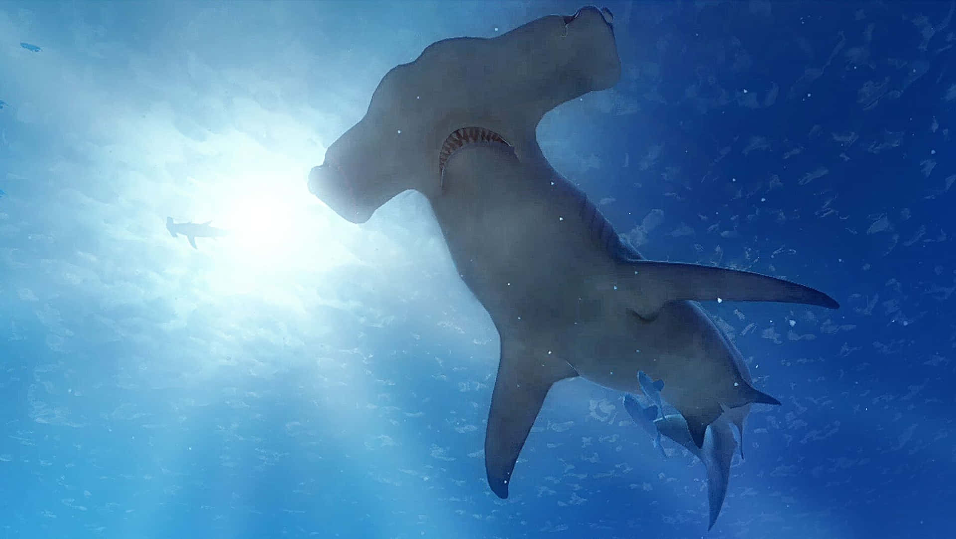 Hammerhead Shark, One Of The Most Beautiful And Feared Sea Creatures Background