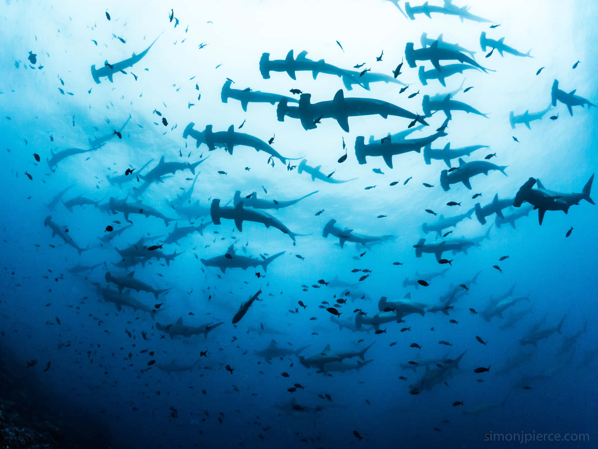 Hammerhead Shark Swimming In Tropical Waters Background