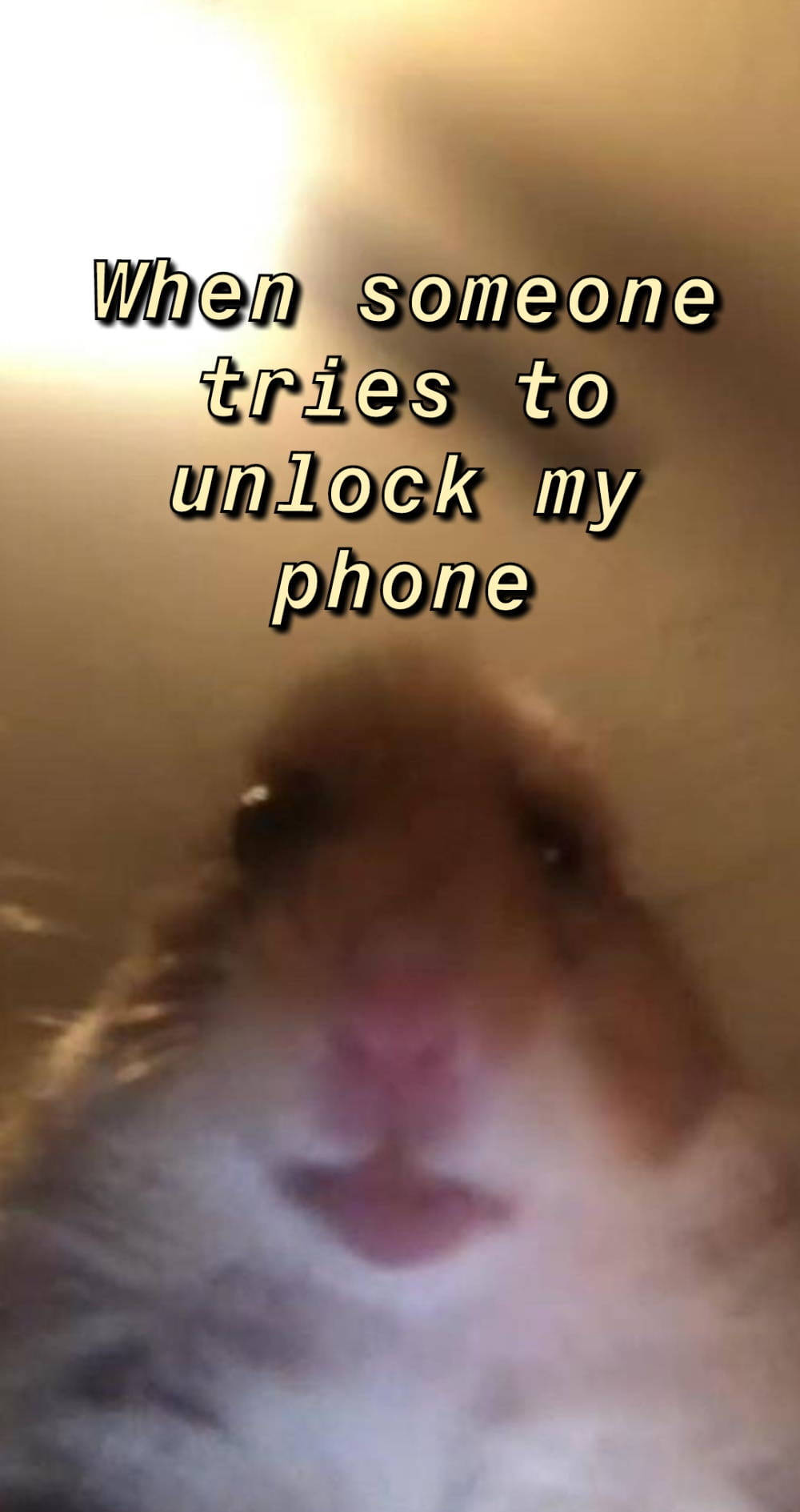 Hamster Funny Get Off My Phone Background