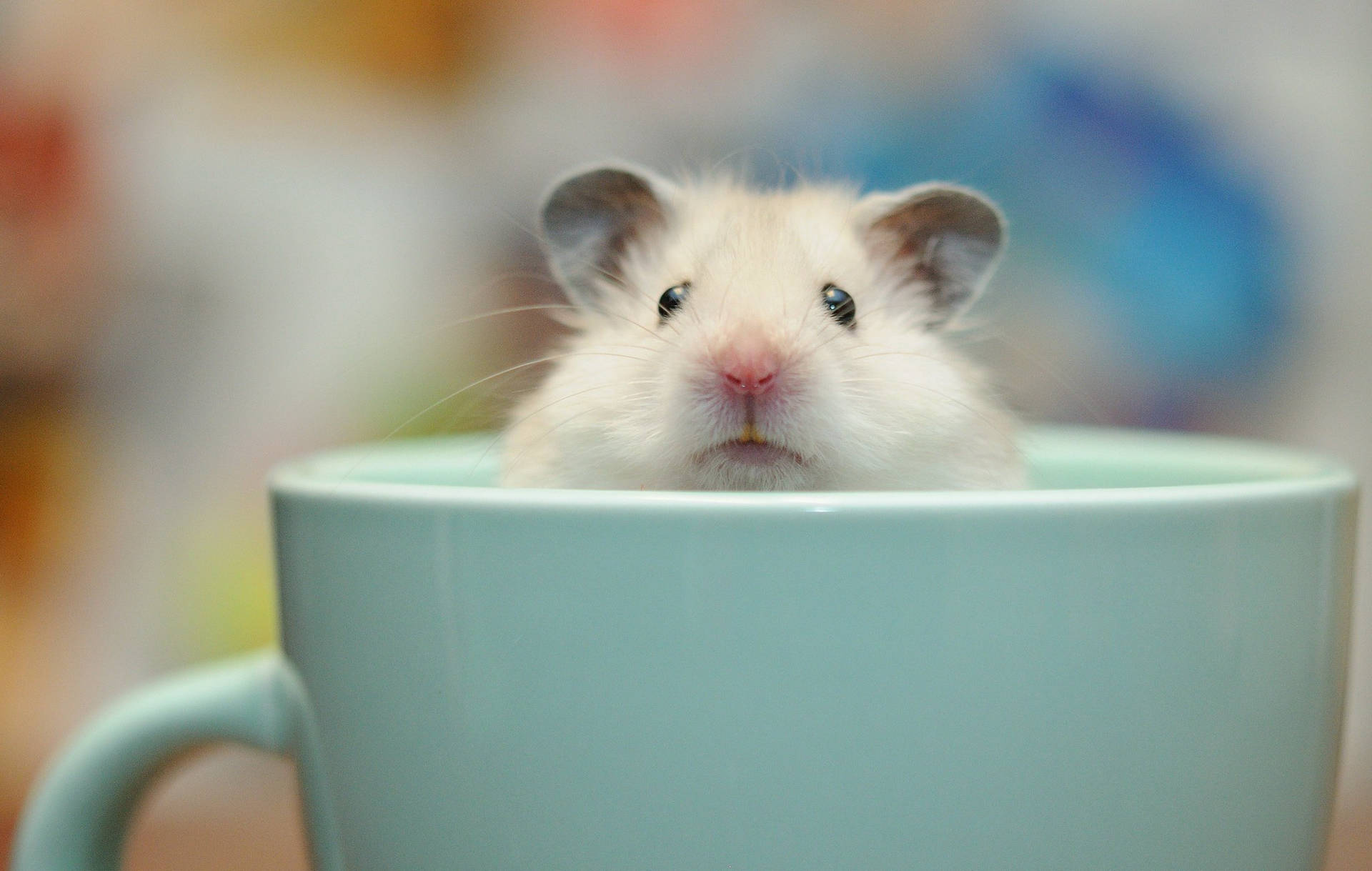 Hamster Resting In Cup