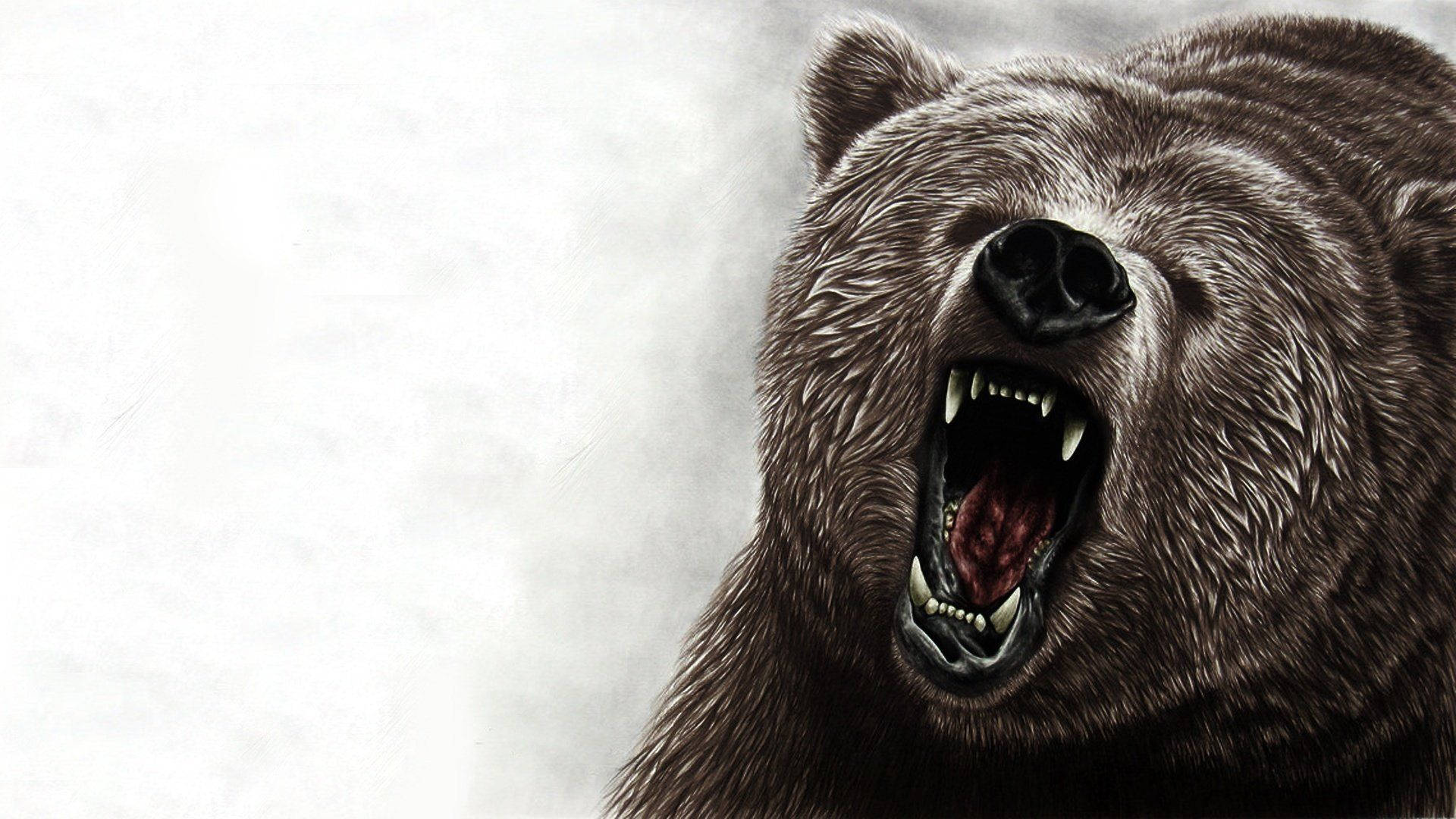 Hand-drawn Kodiak Bear Illustration Background