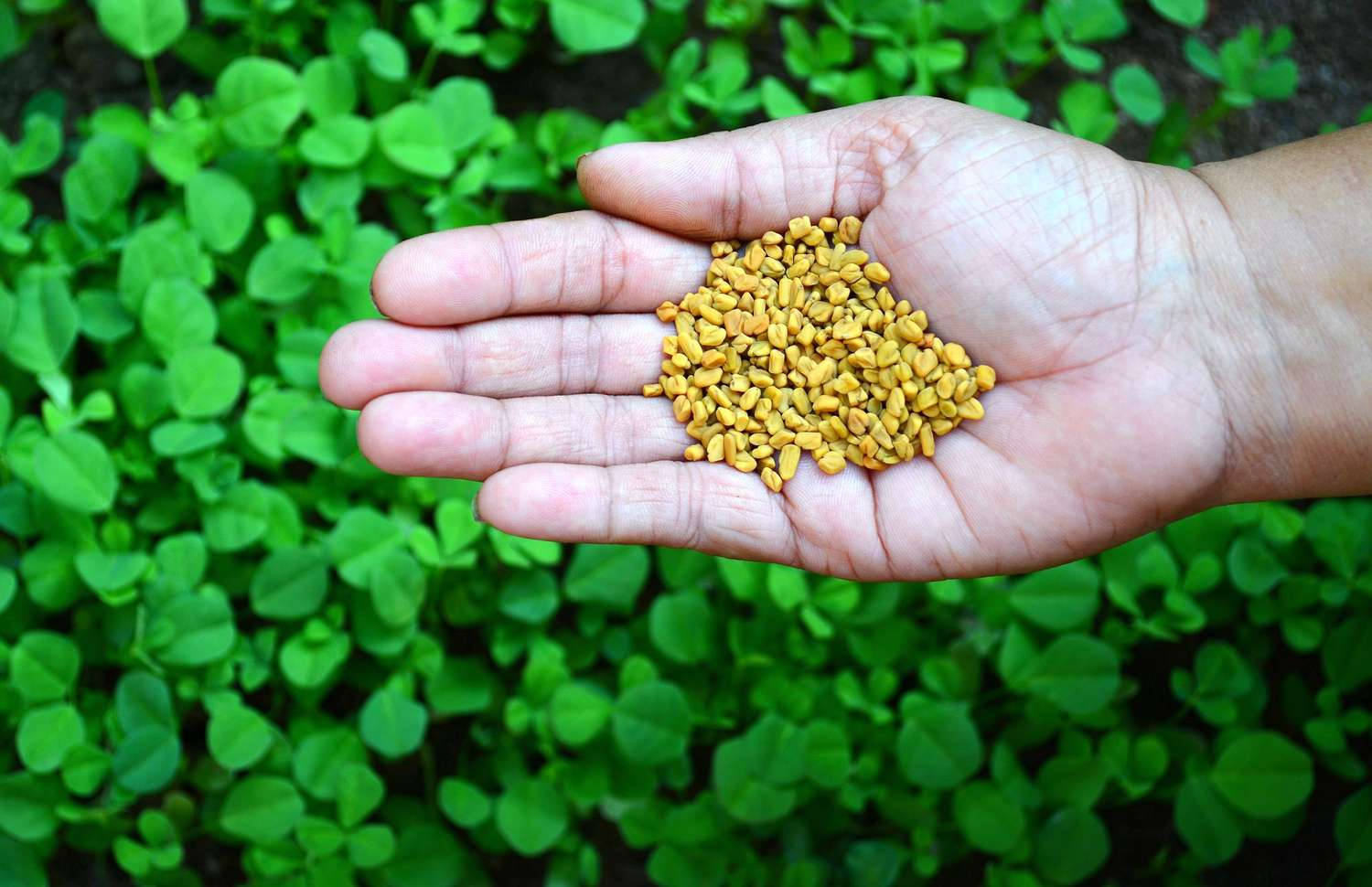 Hand Full Of Fenugreek Background