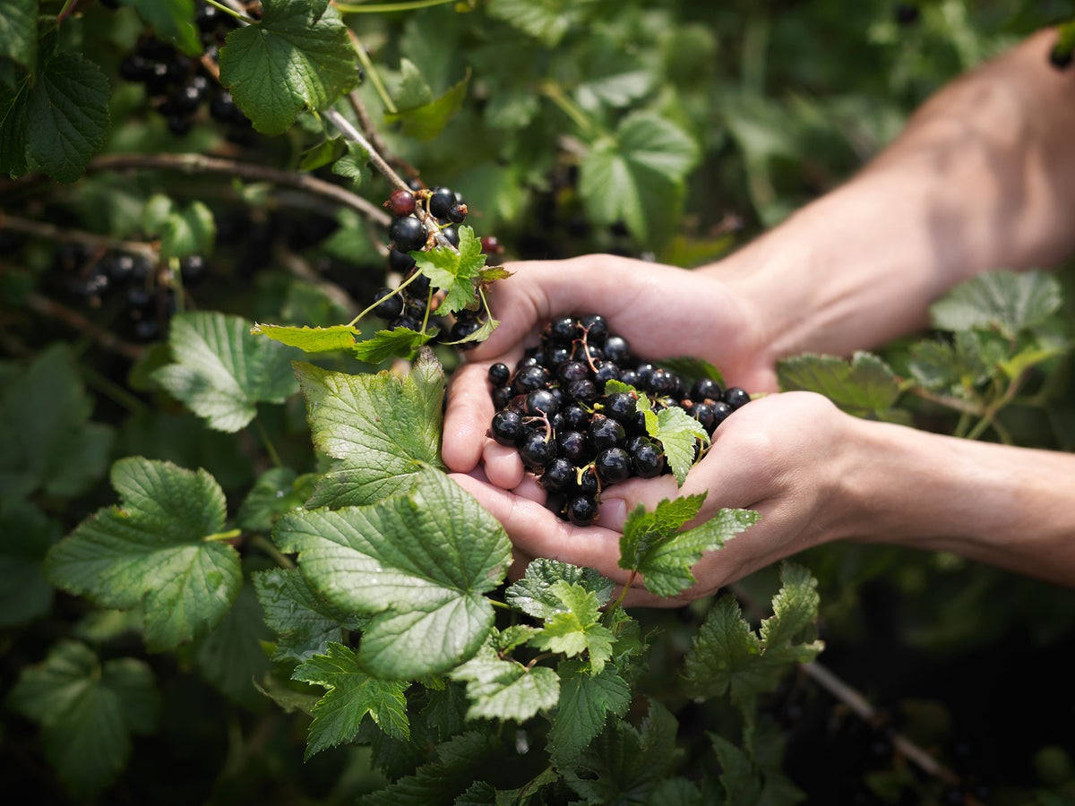 Hand Holding A Blackcurrant Background