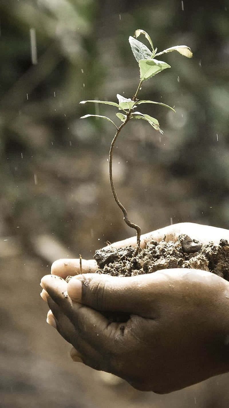 Hand Holding A Plant Phone Background