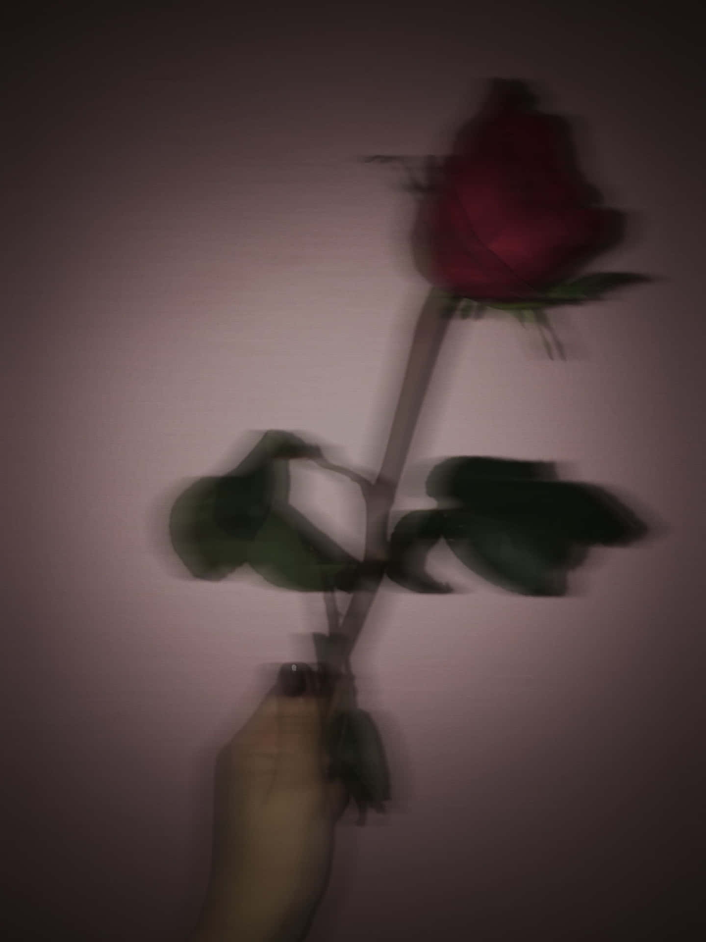 Hand Holding A Red Rose Aesthetic