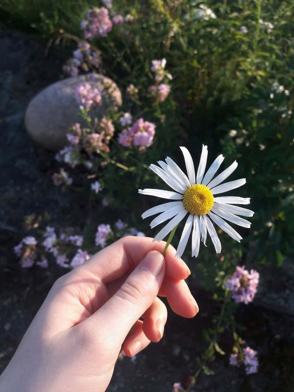 Hand Holding Aesthetic Daisy Background