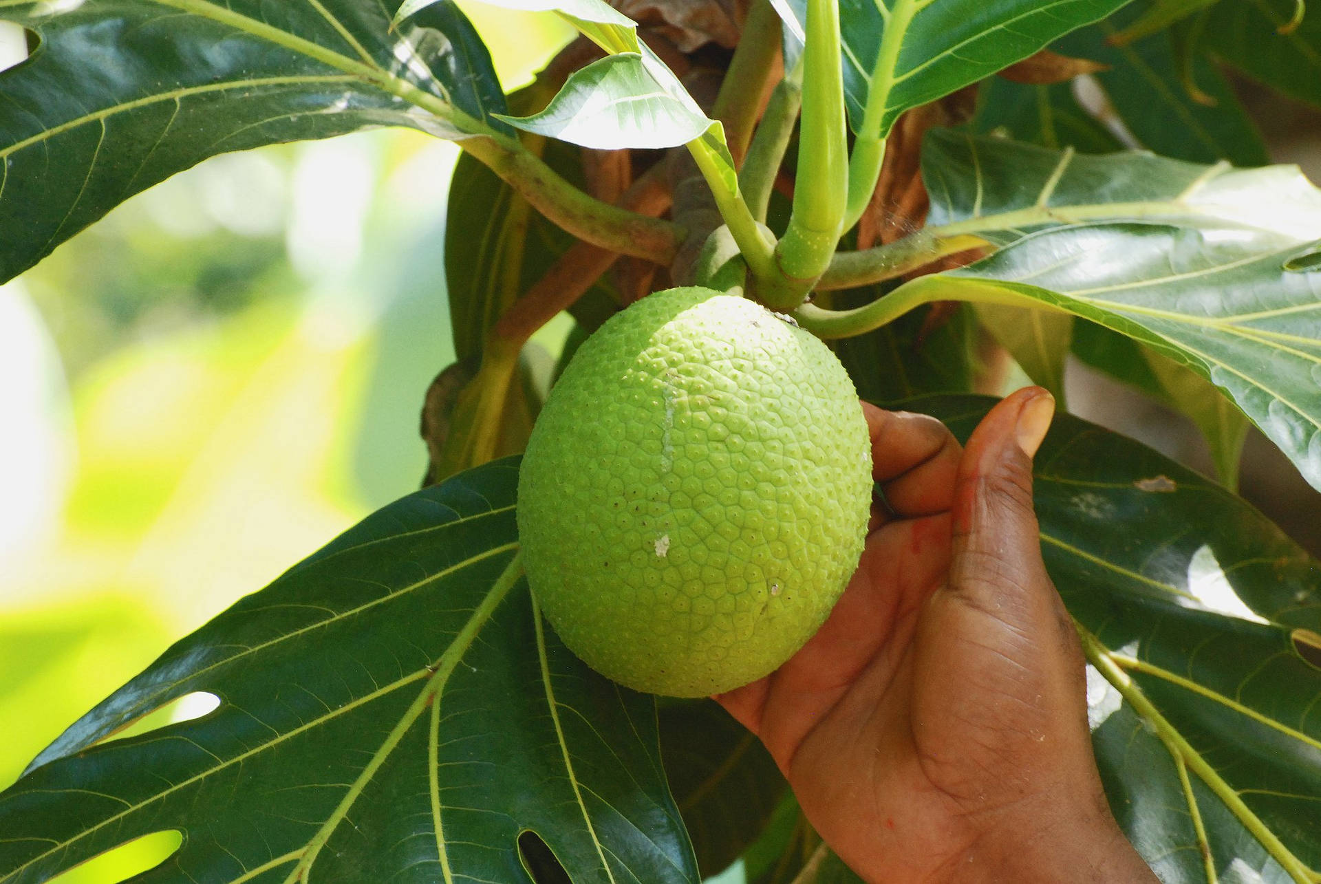 Hand Holding Breadfruit On Branch Background