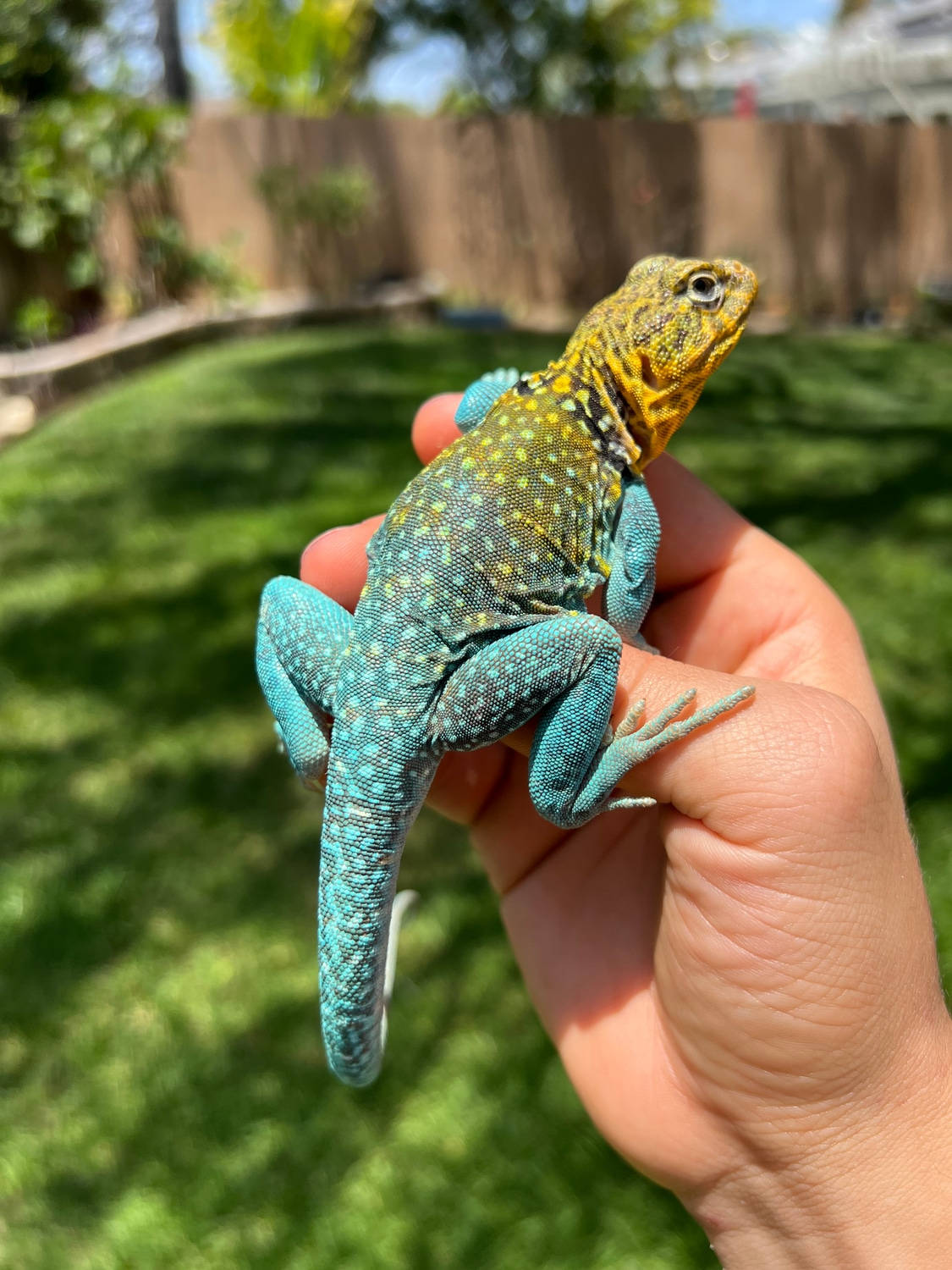 Hand Holding Collared Lizard Background