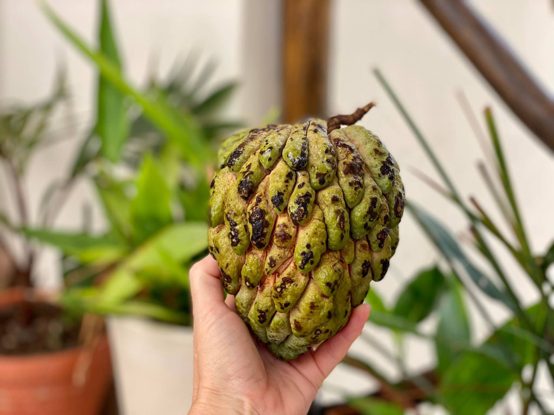 Hand Holding Custard Apple Background