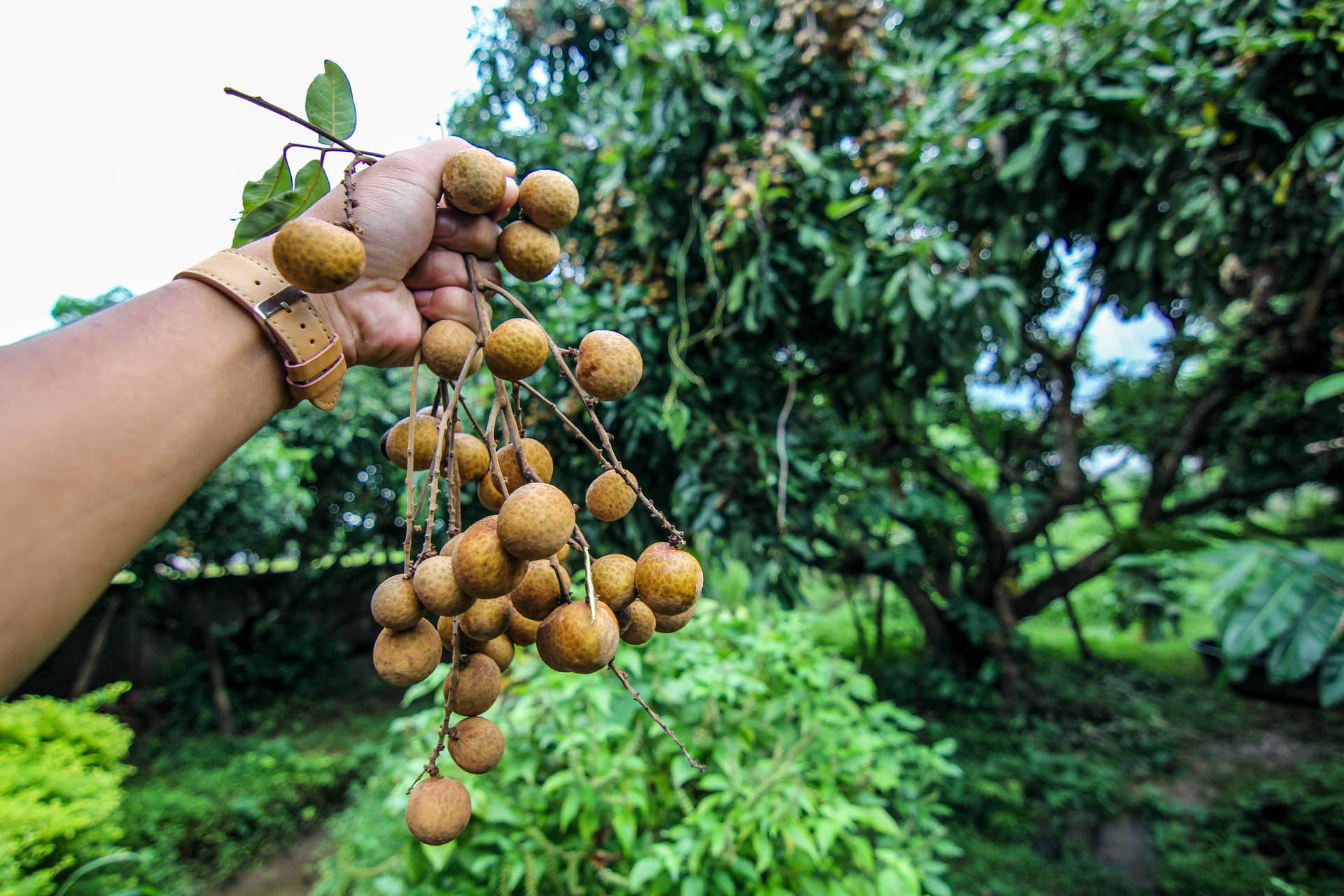 Hand Holding Longan Fruits