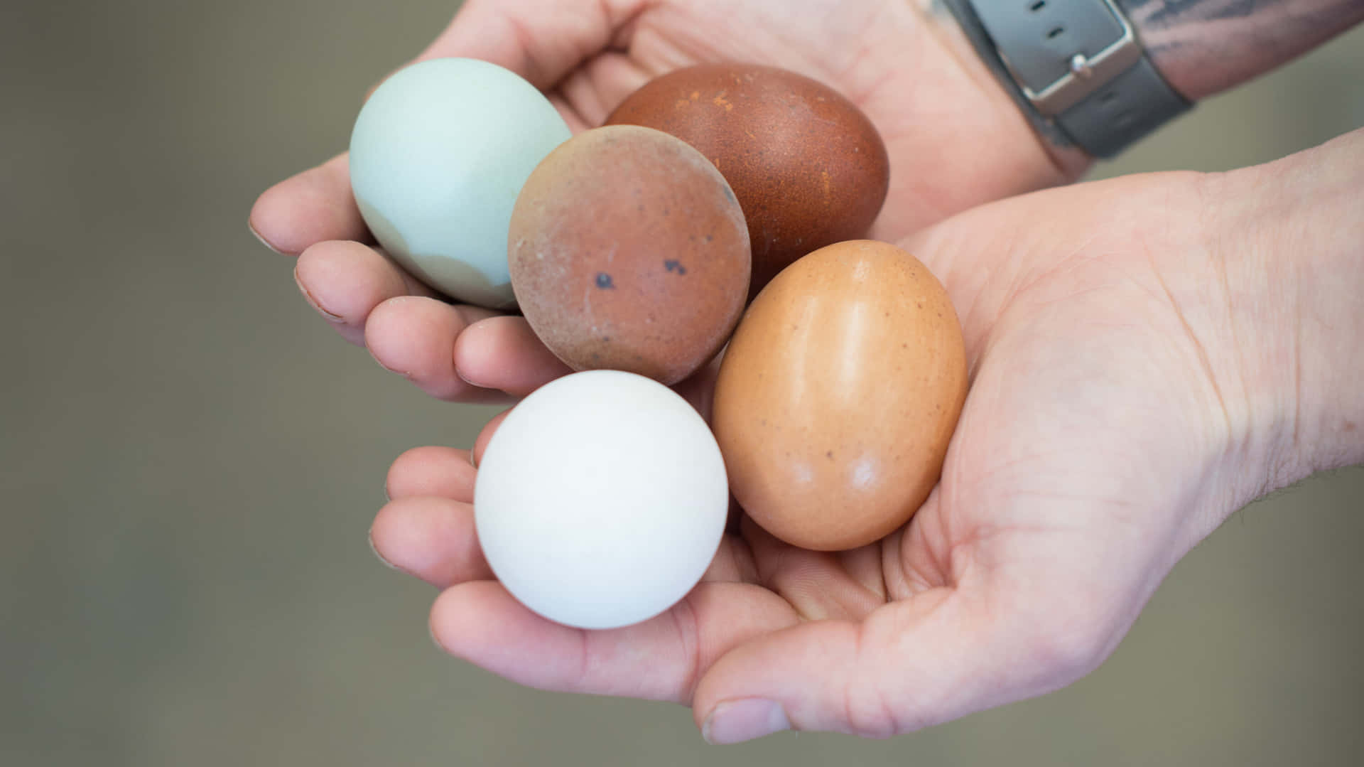 Hand Holding Oval Eggs Background