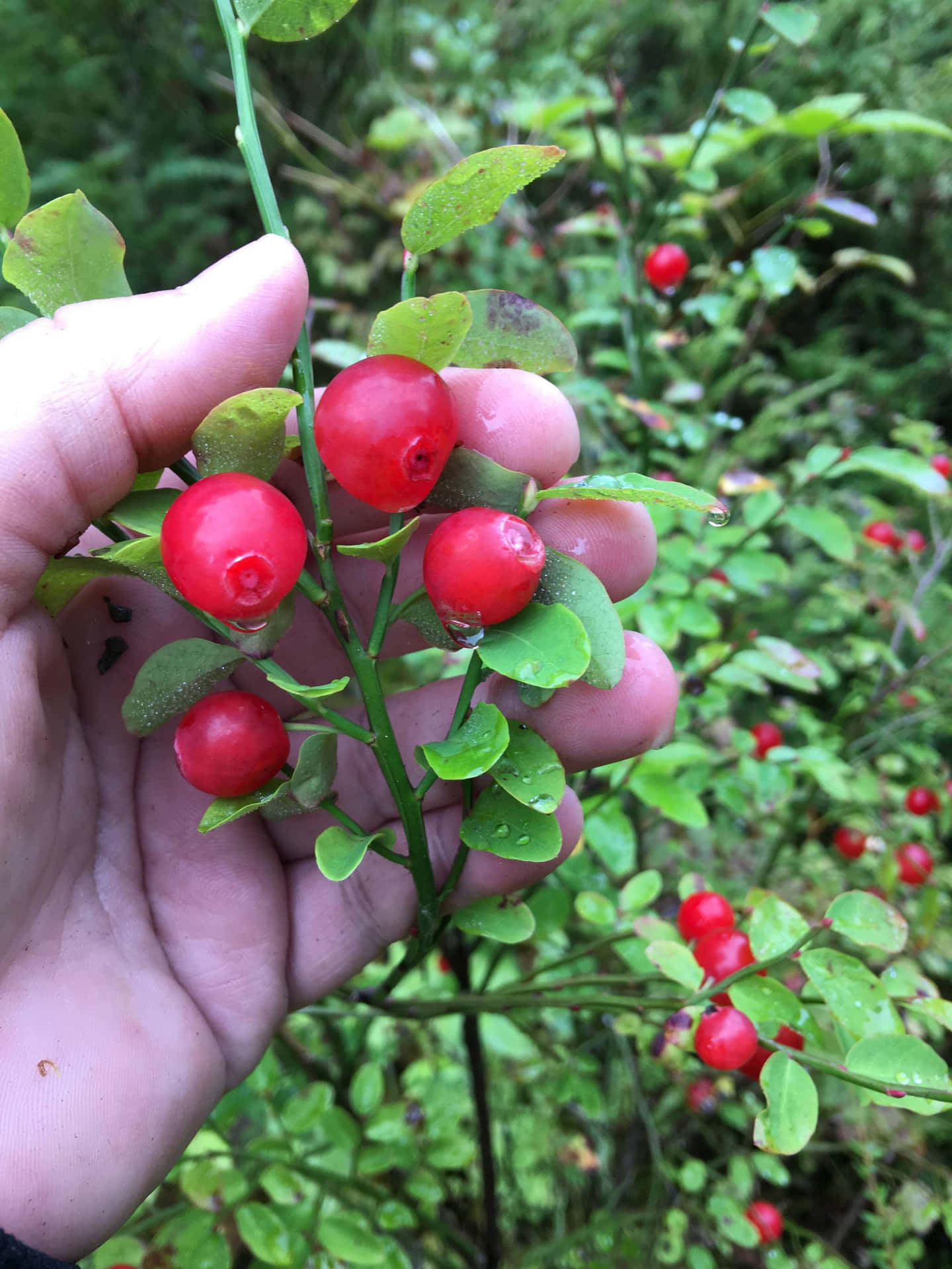 Hand Holding Red Berriesin Greenery Background