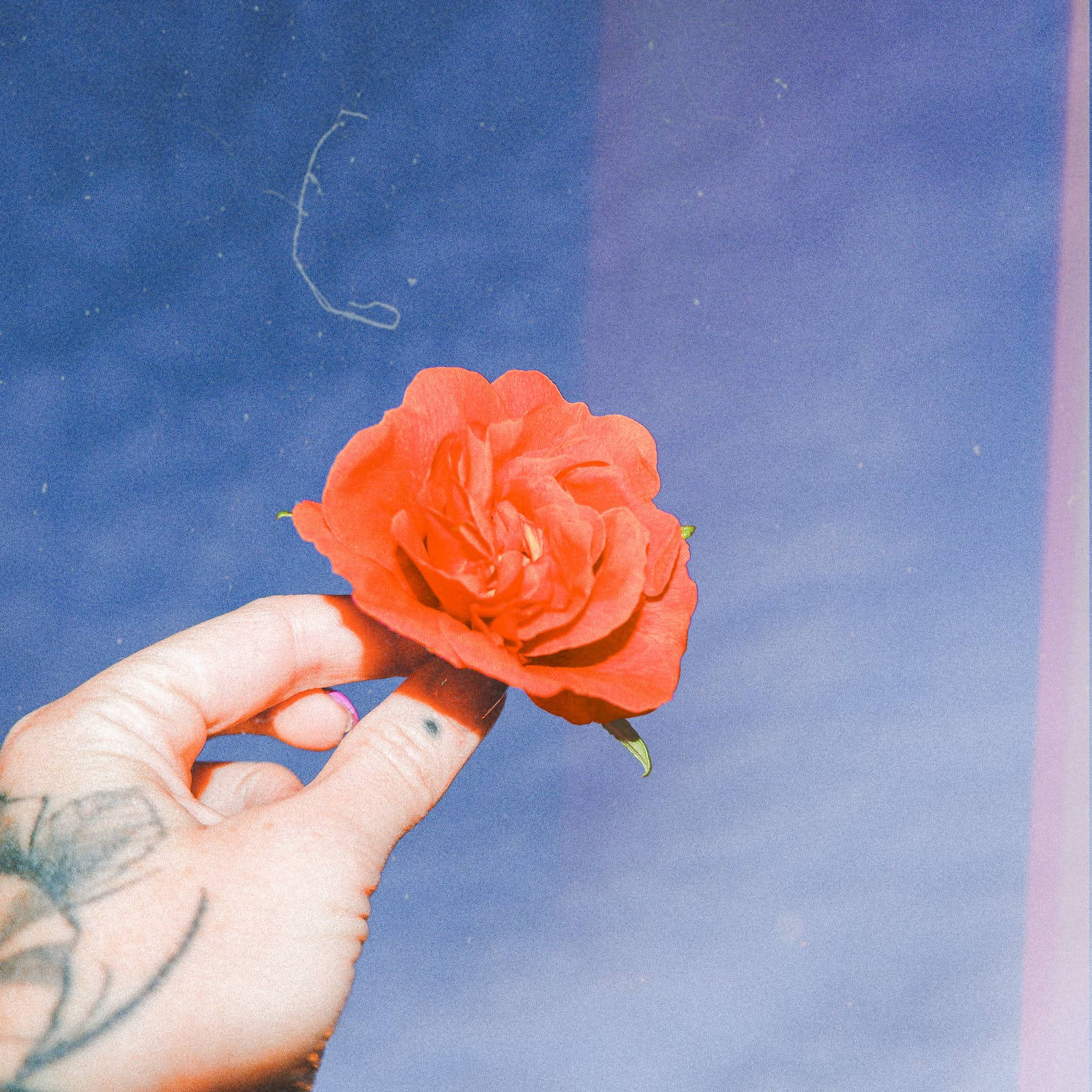 Hand Holding Rose Aesthetic Photography Background
