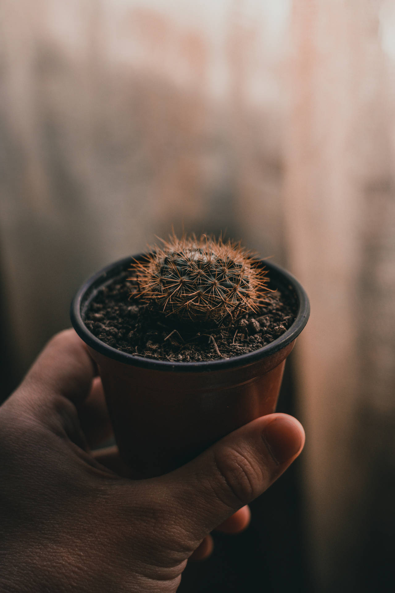Hand Holding Round Baby Cactus Background