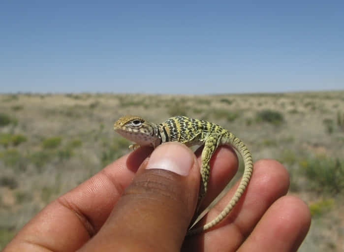 Hand Holding Small Collared Lizard