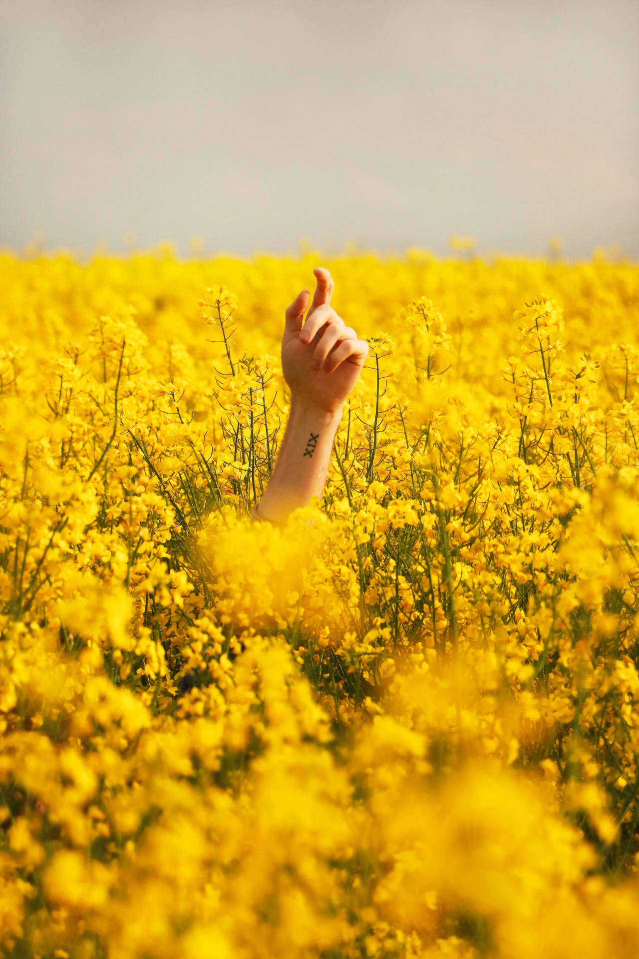 Hand In Flowers Yellow Hd Iphone