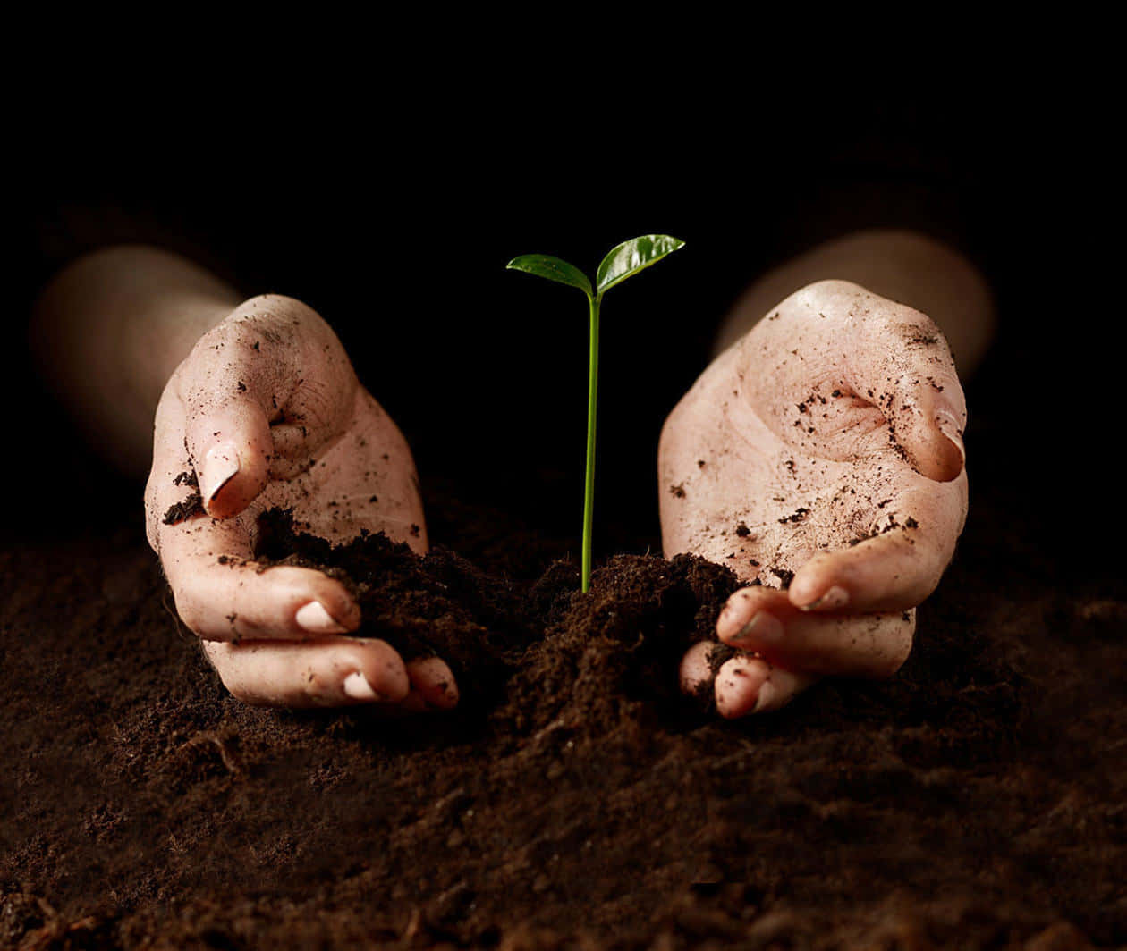 Hand Of A Farmer Plant And Soil Background