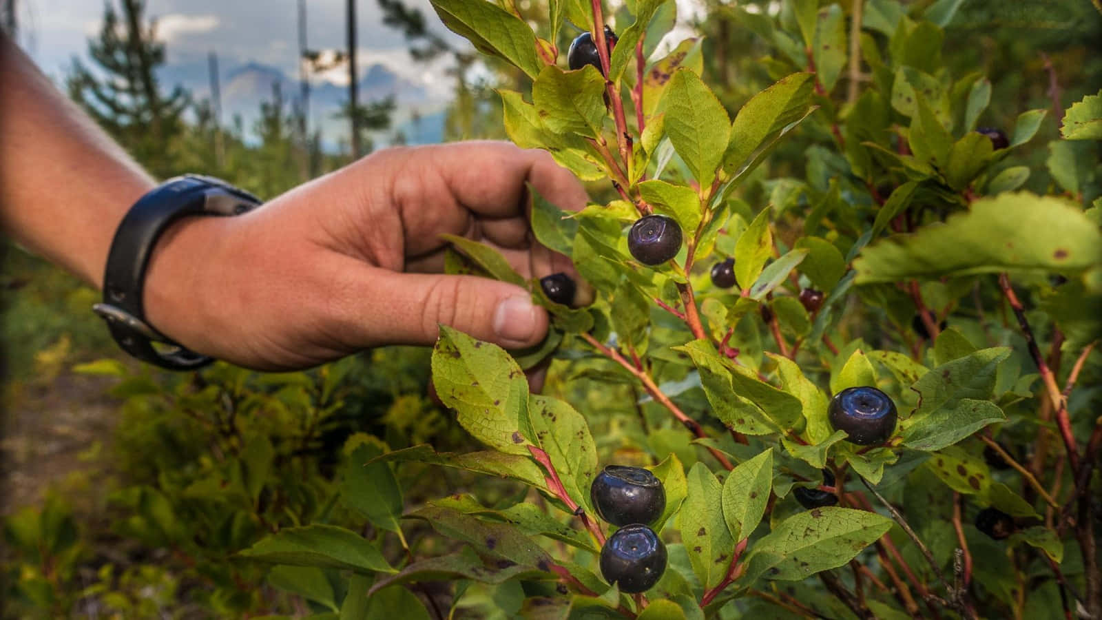 Hand Picking Huckleberriesin Wild Background