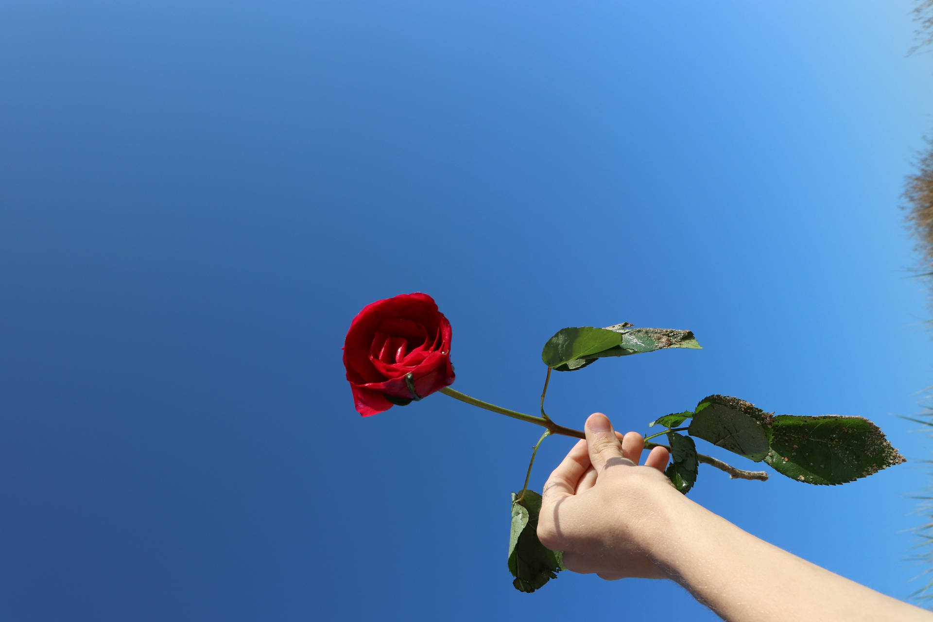 Hand Red Rose Hd Background