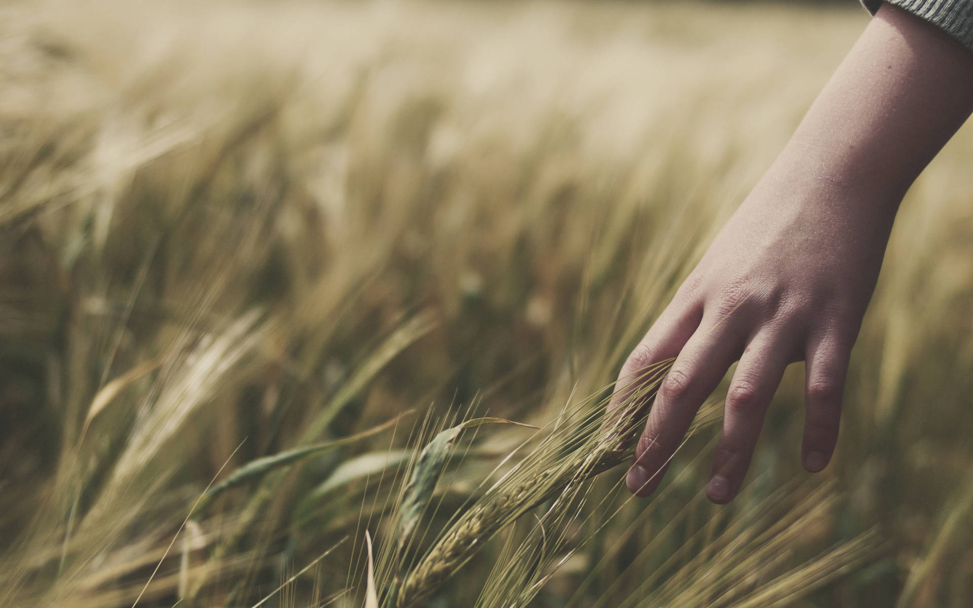 Hand Touching Wheat Field