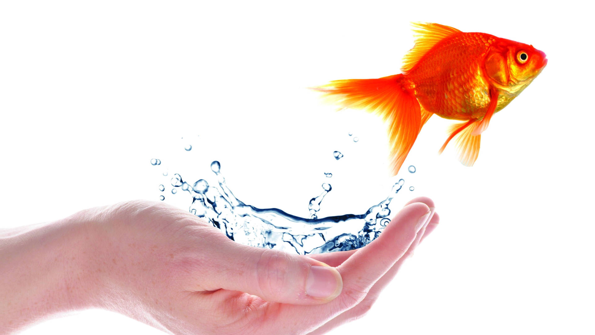 Hand, Water And Goldfish Background