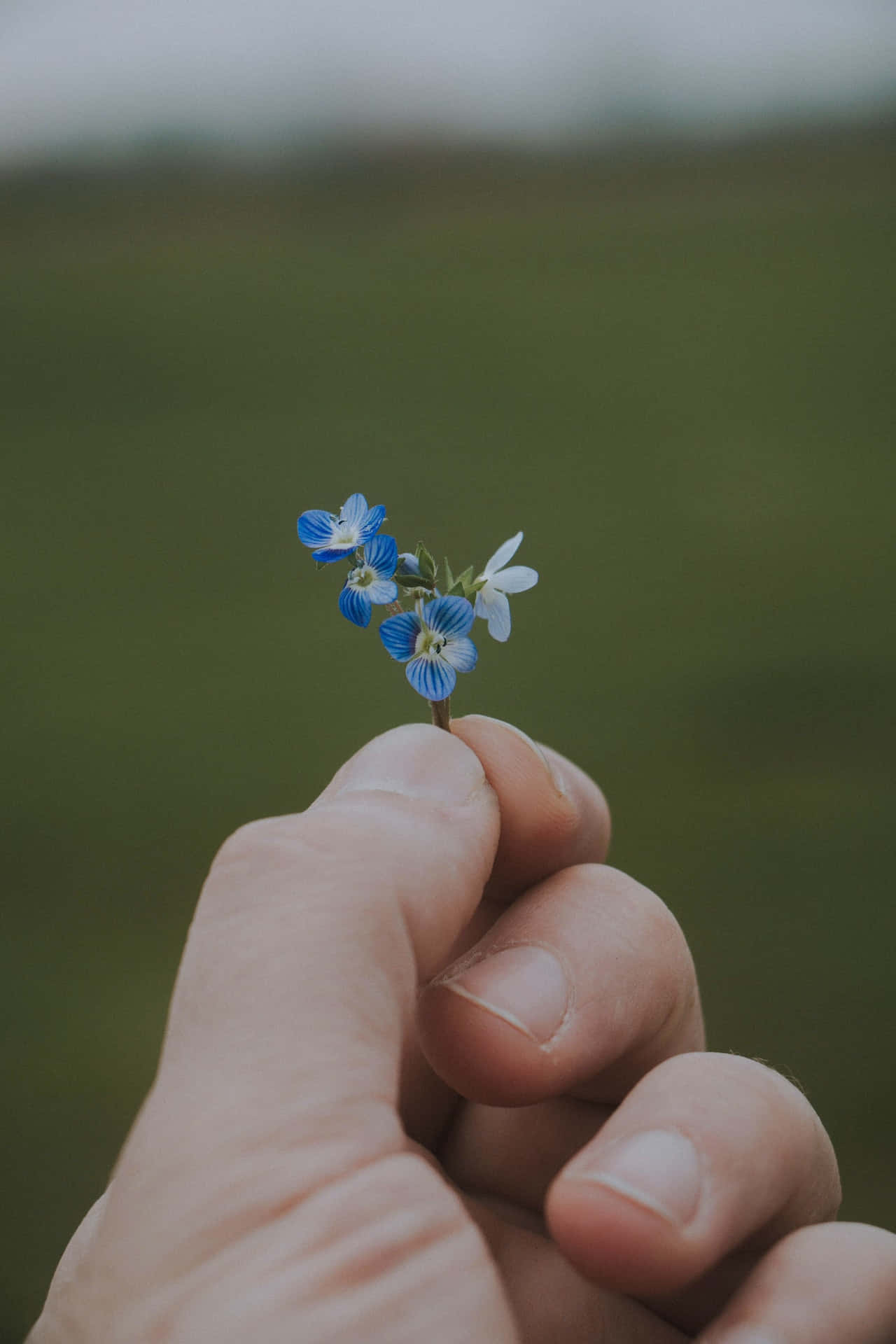 Hand With Blue Flowers Phone Background