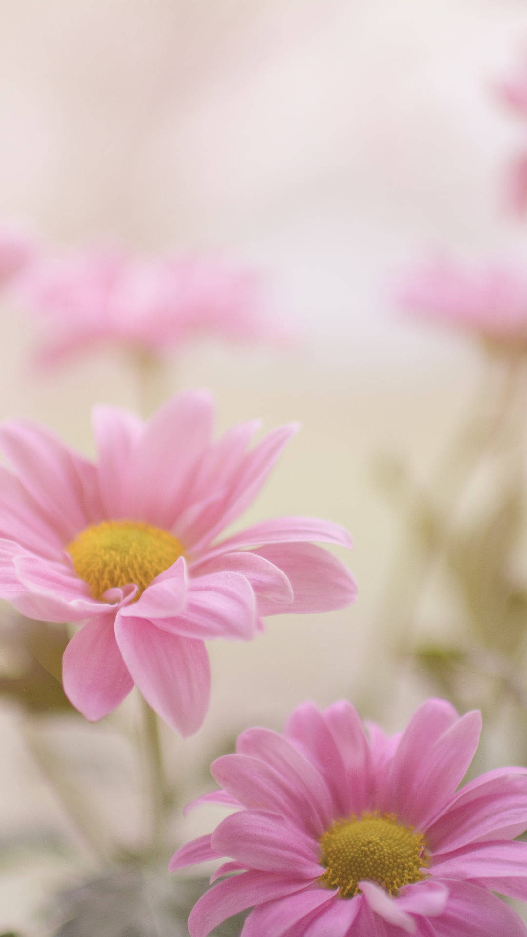 Handful Of Pink Daisy Iphone Background