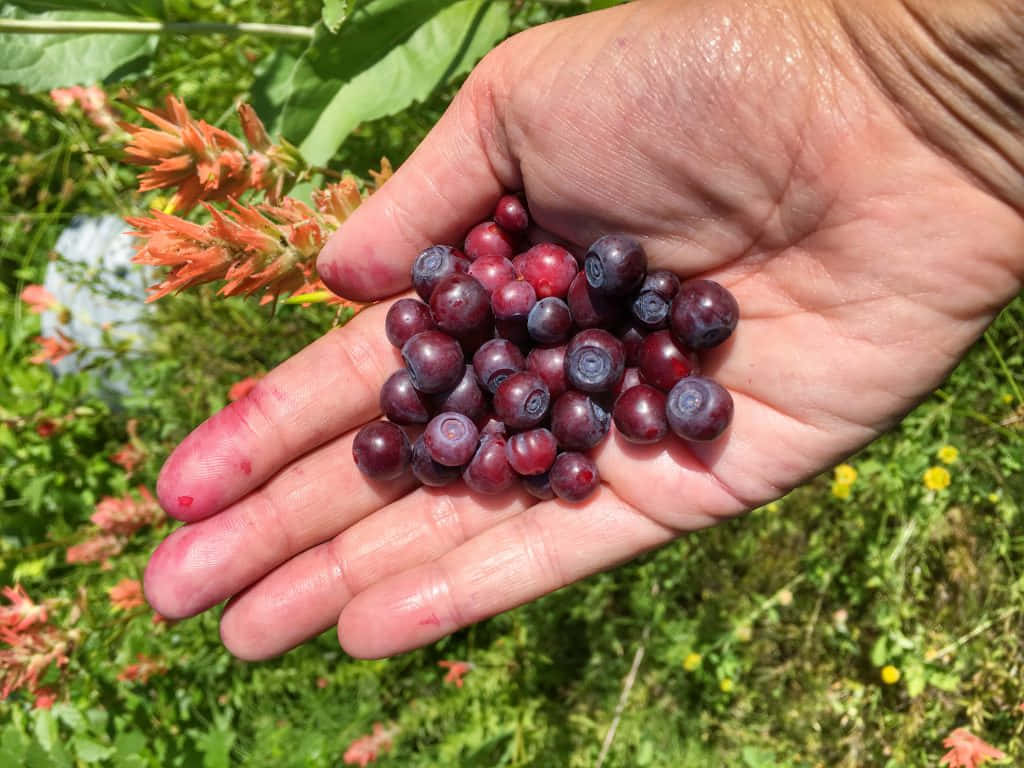 Handfulof Huckleberries Background