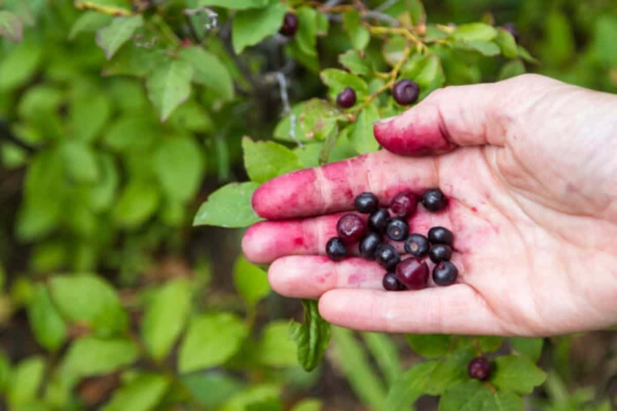 Handfulof Huckleberries Background