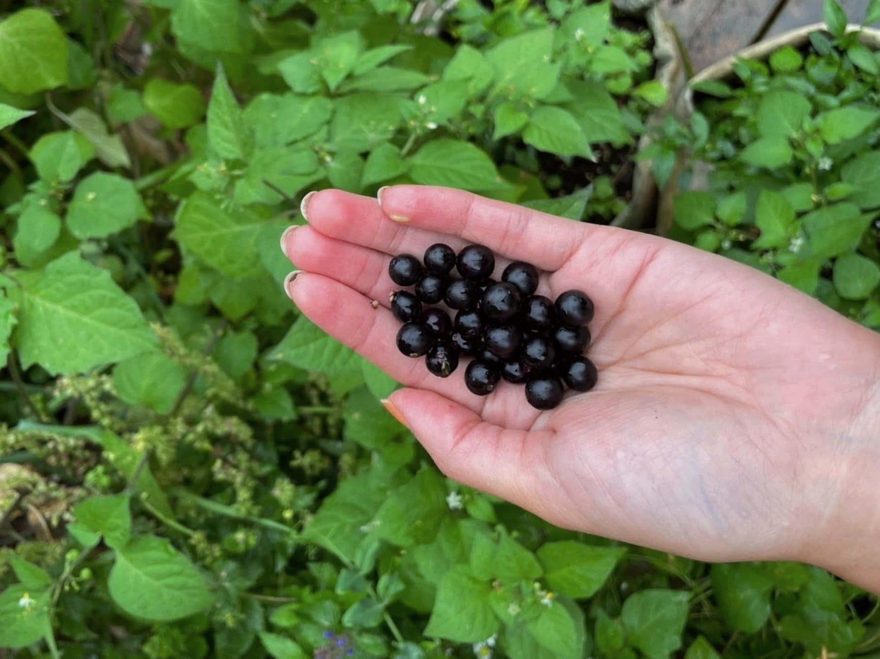 Handfulof Huckleberries Background