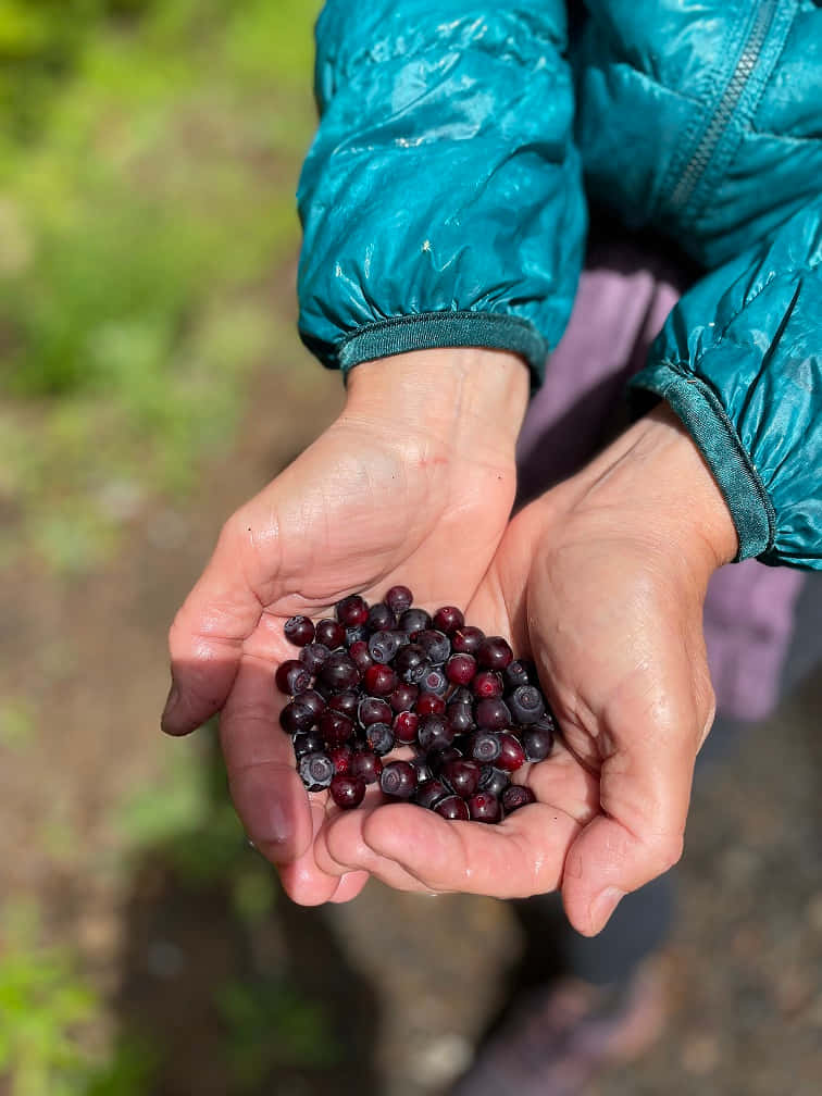 Handfulof Huckleberries Background