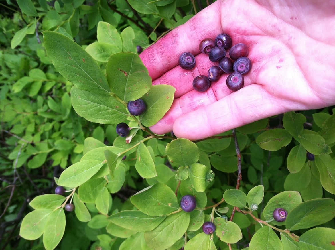 Handpicked Huckleberriesin Nature Background