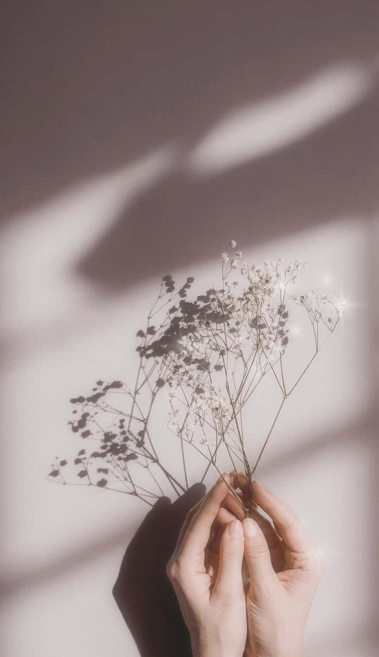 Hands Holding Soft White Aesthetic Flowers Background