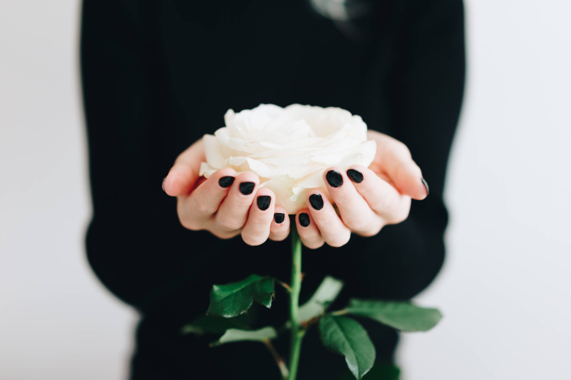 Hands Holding White Rose Aesthetic Phone