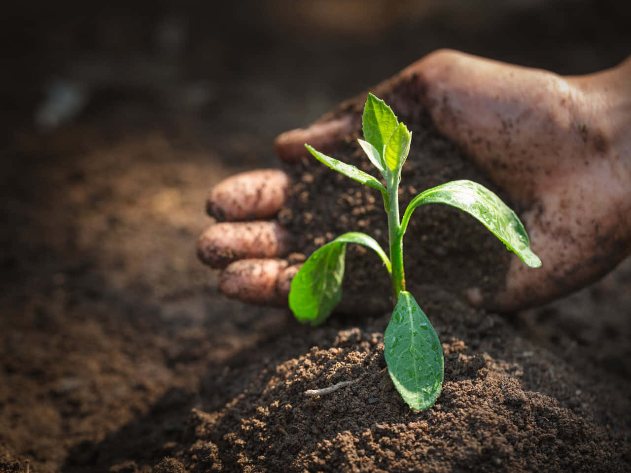 Hands Planting In Natural Soil Background